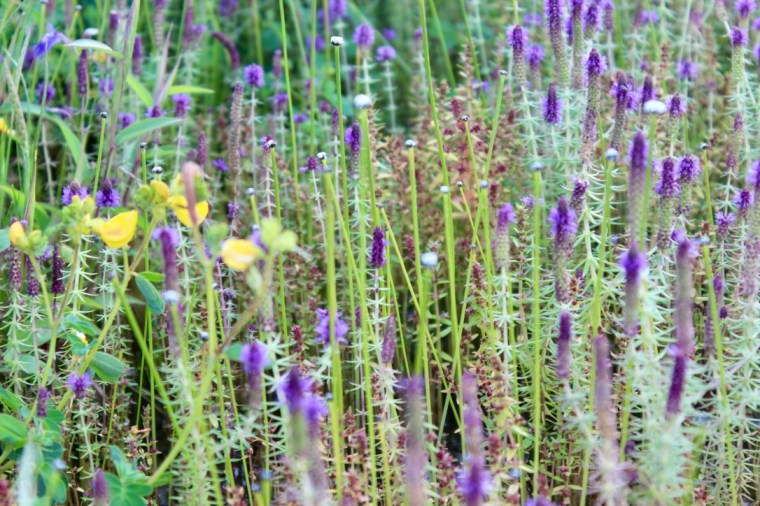 5gqWZFrNRuWuz5JsYL0Wkw_thumb_221